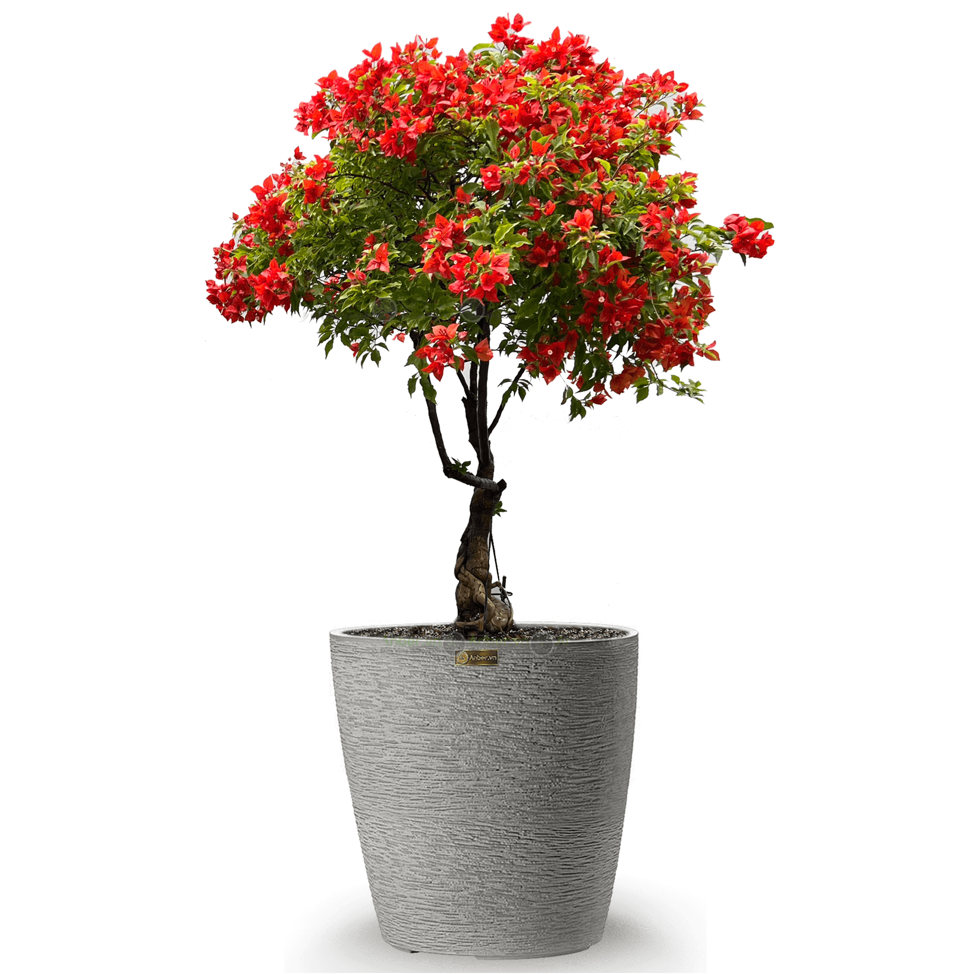 Hoa giấy đỏ lửa bonsai